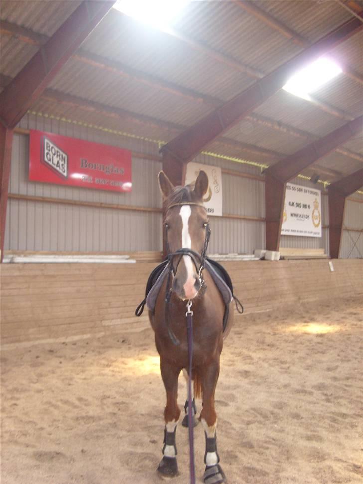 Hollandsk Varmblod Wendy *solgt* billede 8