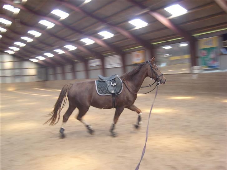 Hollandsk Varmblod Wendy *solgt* billede 9