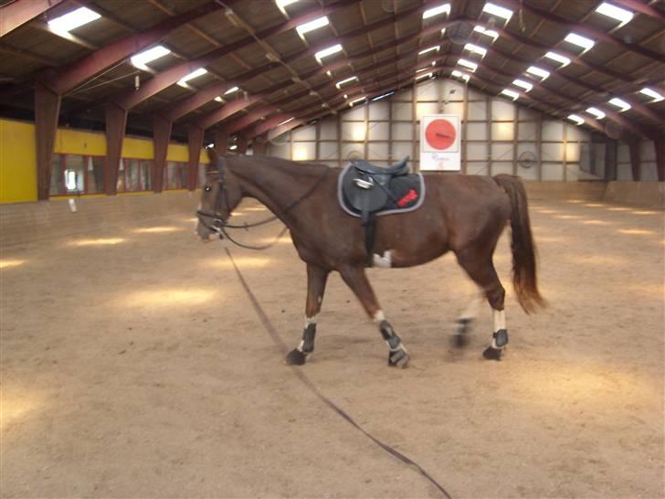 Hollandsk Varmblod Wendy *solgt* billede 10