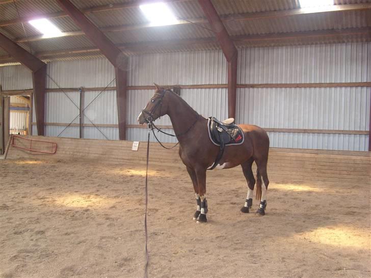 Hollandsk Varmblod Wendy *solgt* billede 11