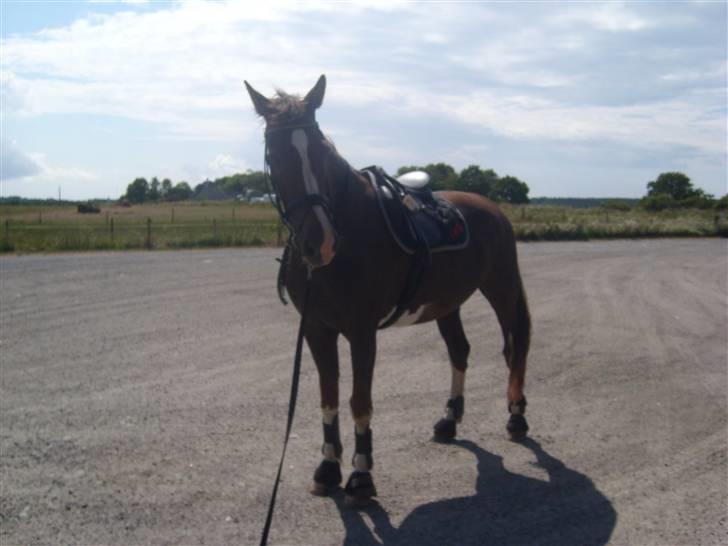 Hollandsk Varmblod Wendy *solgt* billede 12