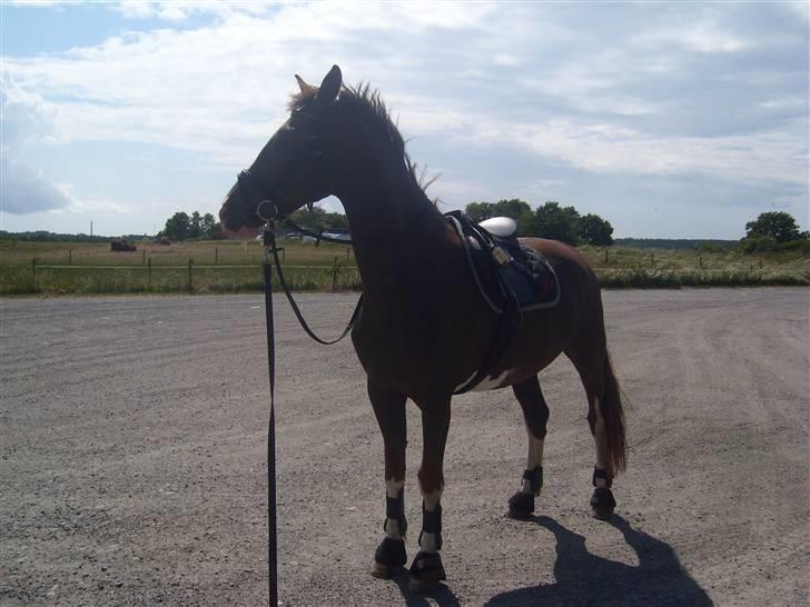 Hollandsk Varmblod Wendy *solgt* billede 13