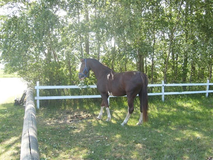 Hollandsk Varmblod Wendy *solgt* billede 14