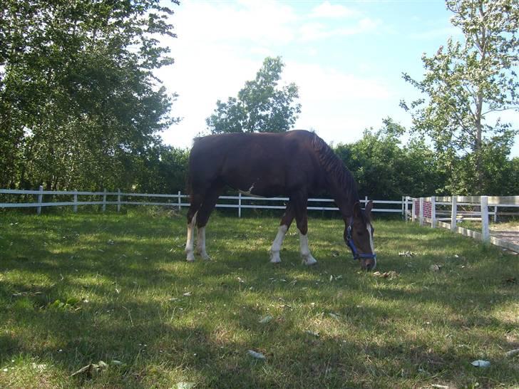 Hollandsk Varmblod Wendy *solgt* billede 15