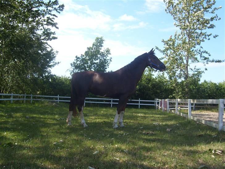 Hollandsk Varmblod Wendy *solgt* billede 16