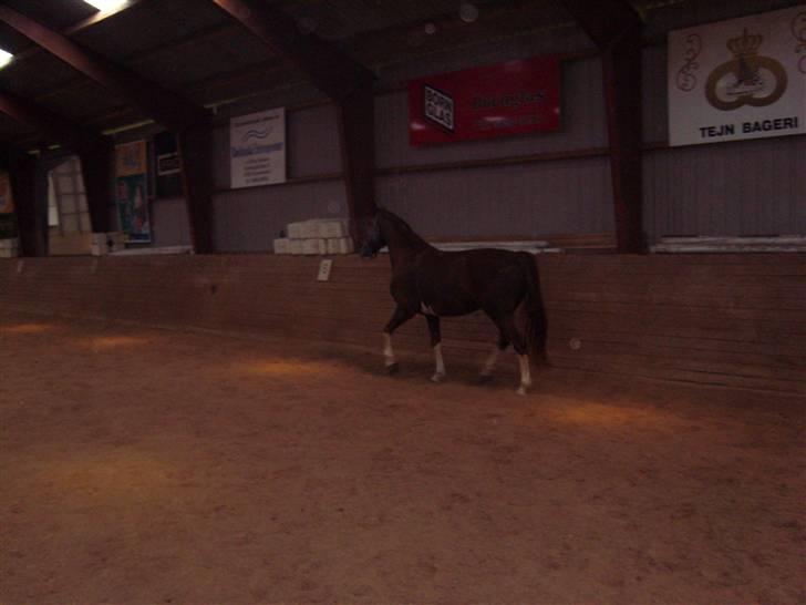 Hollandsk Varmblod Wendy *solgt* billede 17