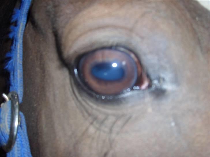 Hollandsk Varmblod Wendy *solgt* billede 18