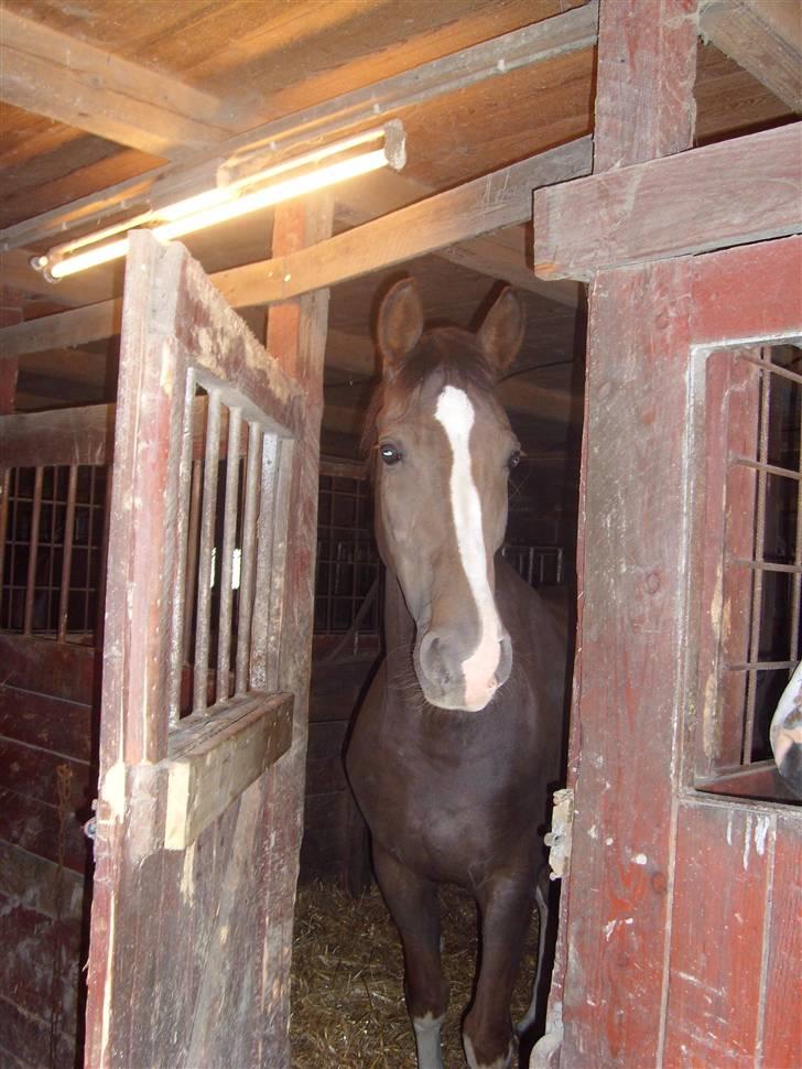 Hollandsk Varmblod Wendy *solgt* billede 20