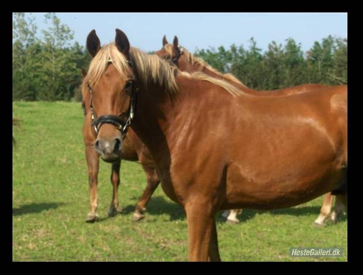 Frederiksborg Risagergaards Calypso Solgt - På marken som fotomodel(derfor hovedtøj) 2½års september 2007 billede 1