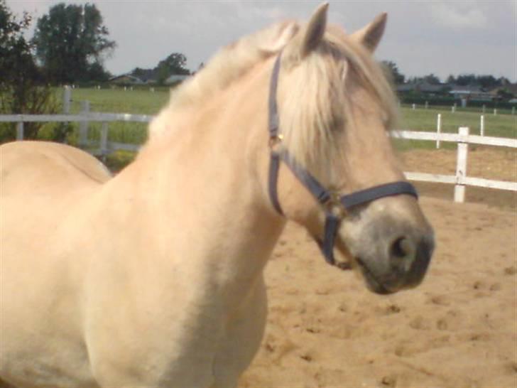 Fjordhest Tyson R.I.P - sov sødt. - Du er den bedste, Tyson. :o) billede 1