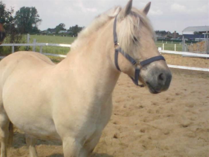 Fjordhest Tyson R.I.P - sov sødt. billede 2