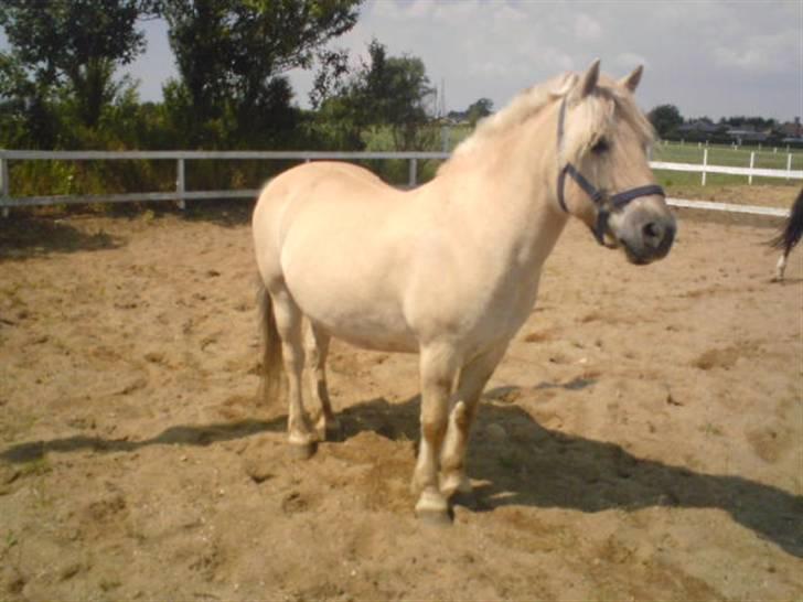 Fjordhest Tyson R.I.P - sov sødt. - Lidt fotogen? ;P billede 3