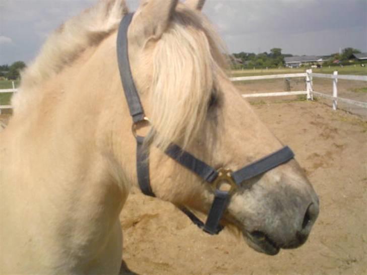 Fjordhest Tyson R.I.P - sov sødt. billede 4