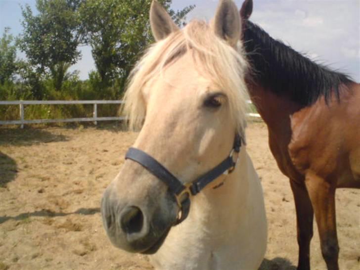 Fjordhest Tyson R.I.P - sov sødt. billede 5