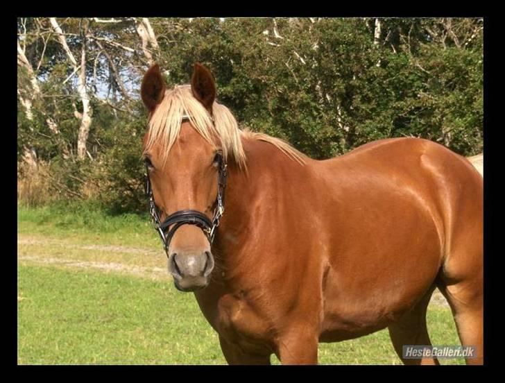 Frederiksborg Risagergaards Calypso Solgt billede 2