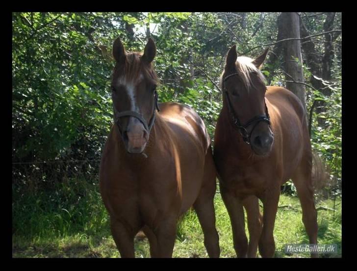 Frederiksborg Risagergaards Calypso Solgt billede 3