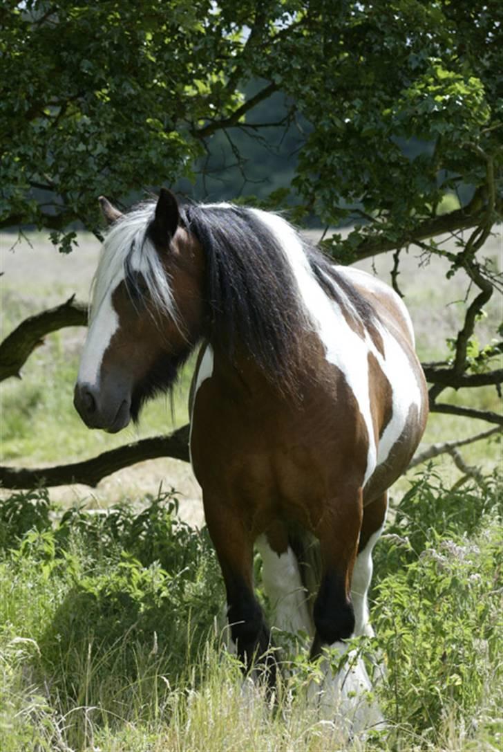 Tinker Gold Fee  R.I.P - Dejligt græs billede 16