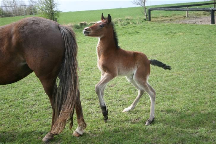 New Forest *| Fjordglimts Jupiter billede 3