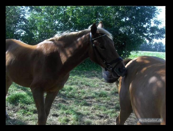 Frederiksborg Risagergaards Calypso Solgt billede 4