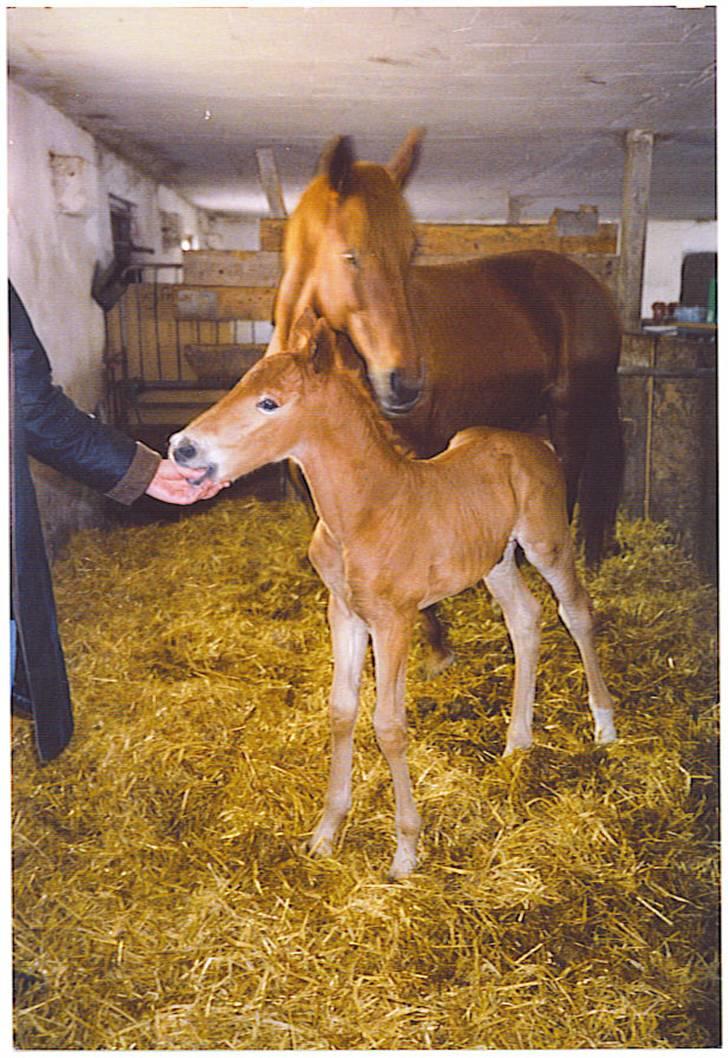Frederiksborg Risagergaards Calypso Solgt - Som lille føl, 2 dage gammel. billede 5