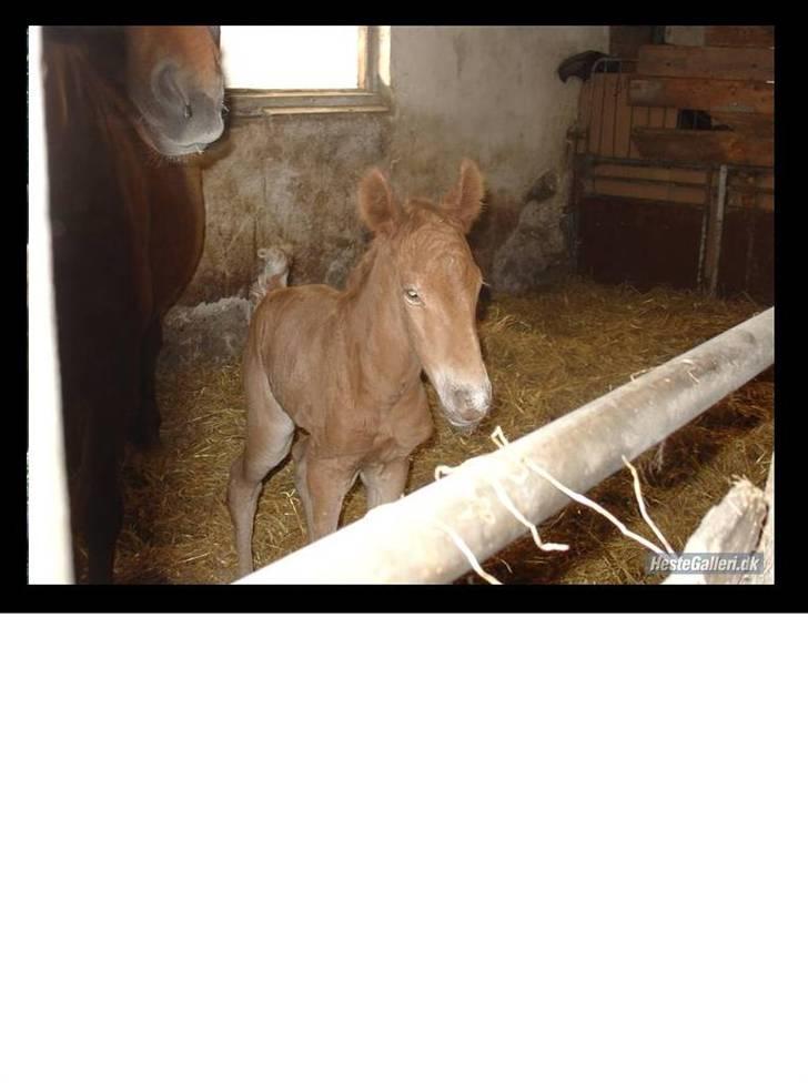 Frederiksborg Risagergaards Calypso Solgt billede 6