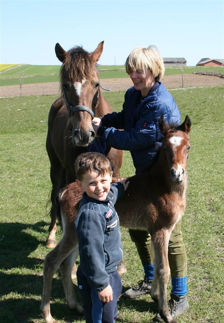 New Forest *| Fjordglimts Jupiter billede 4