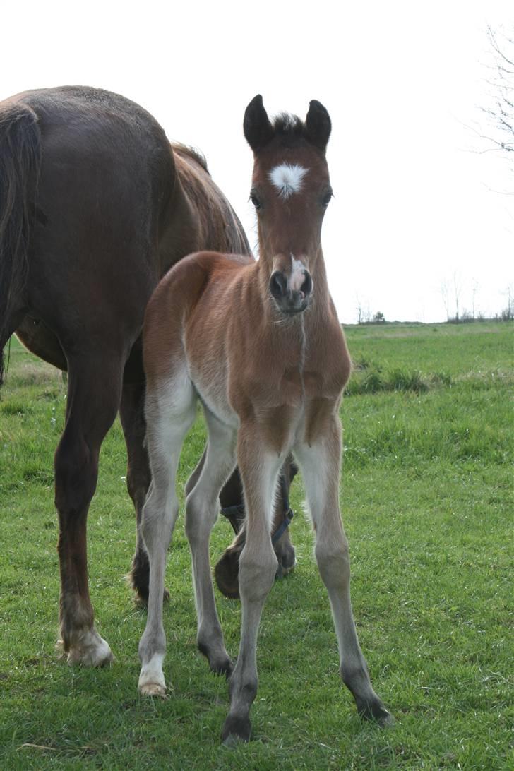 New Forest *| Fjordglimts Jupiter - Halløj billede 5