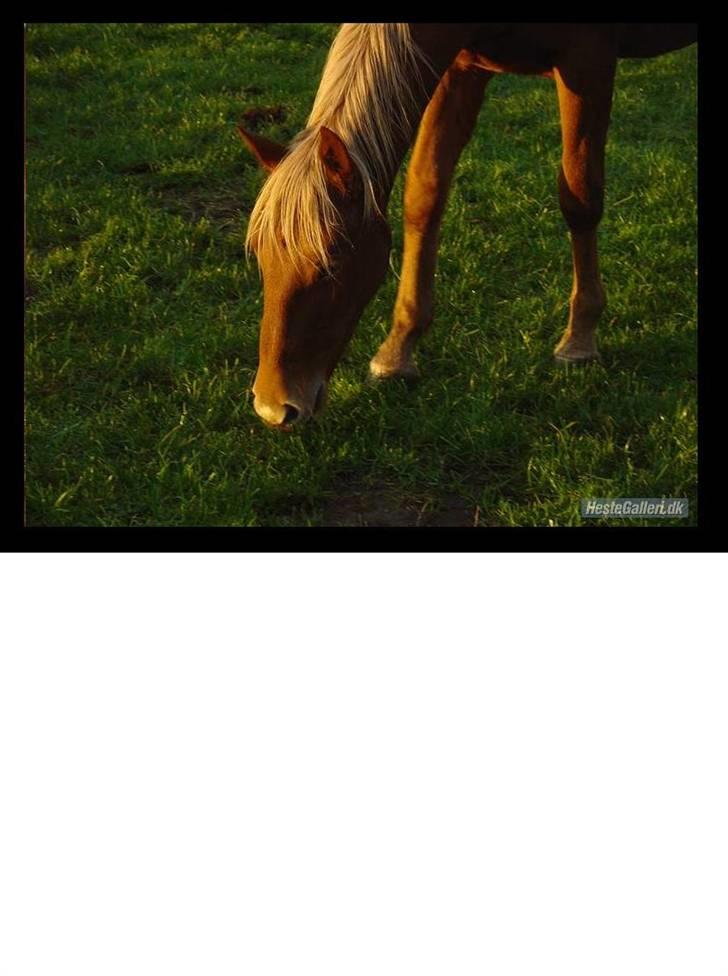 Frederiksborg Risagergaards Calypso Solgt - græsser på marken, september 2006 billede 8