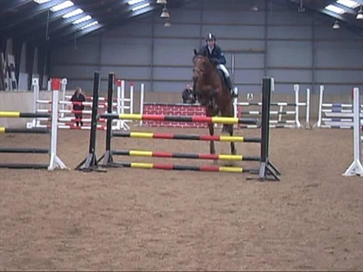 Anden særlig race Aktiv Junior (Lånehest) - LB i Hashøj, billede 6