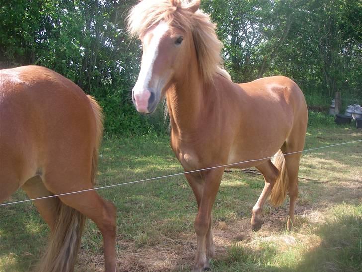 Islænder Diva billede 3