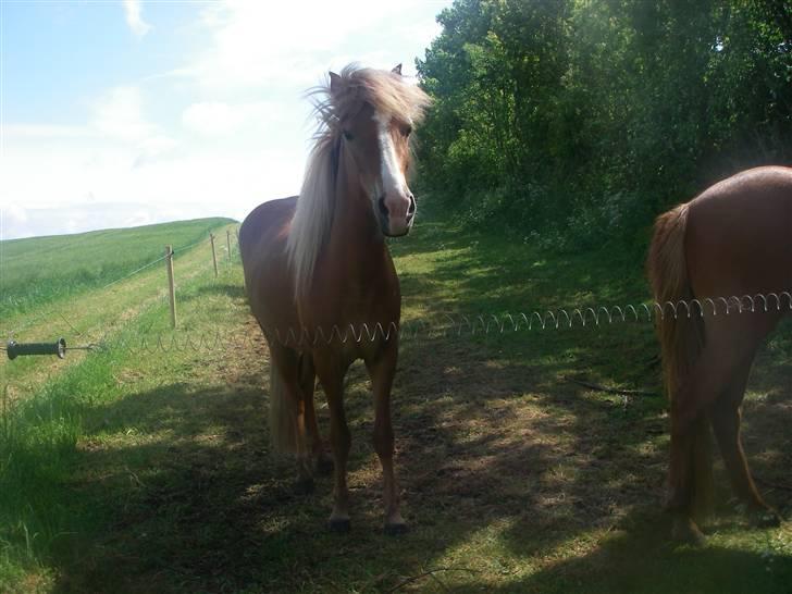 Islænder Diva billede 6