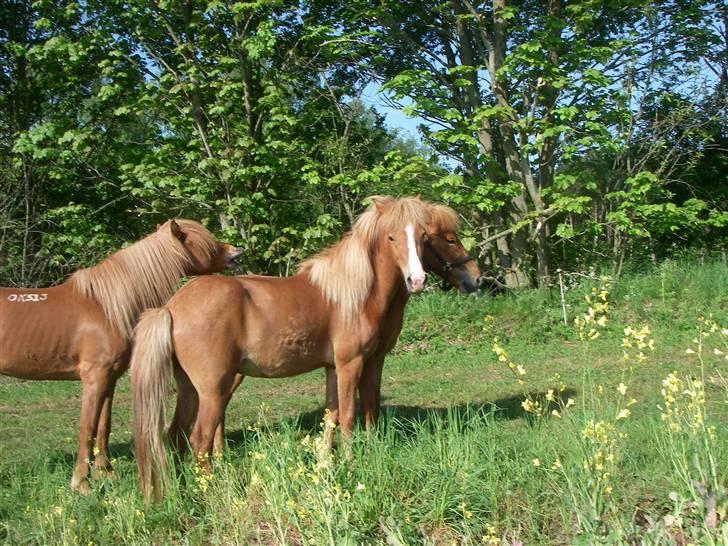 Islænder Diva billede 7