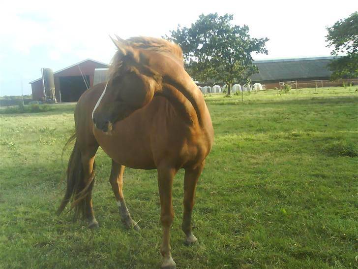 Anden særlig race Stald Amour´s Shana - hvor blev zelda a billede 17