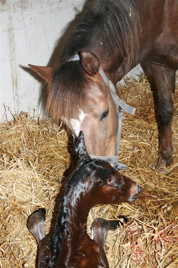 New Forest *| Fjordglimts Jupiter - Så er han lige kommet til verdenen <33 billede 7