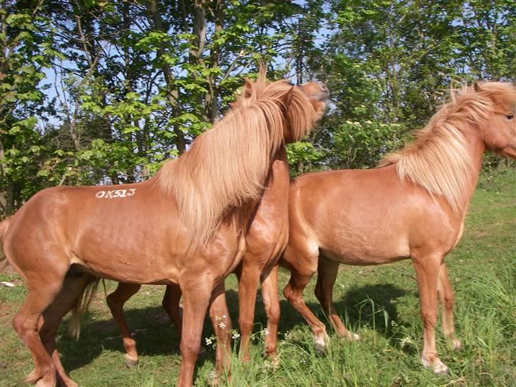 Islænder Diva billede 2