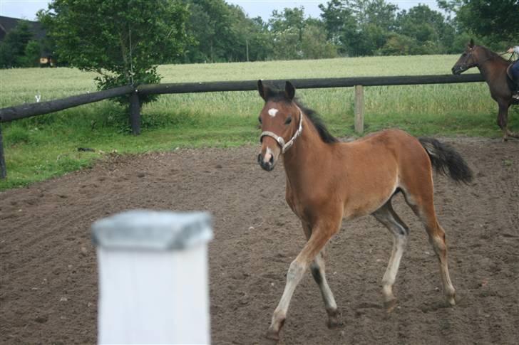 New Forest *| Fjordglimts Jupiter - Jupiter ;D <3 foto: mig billede 10