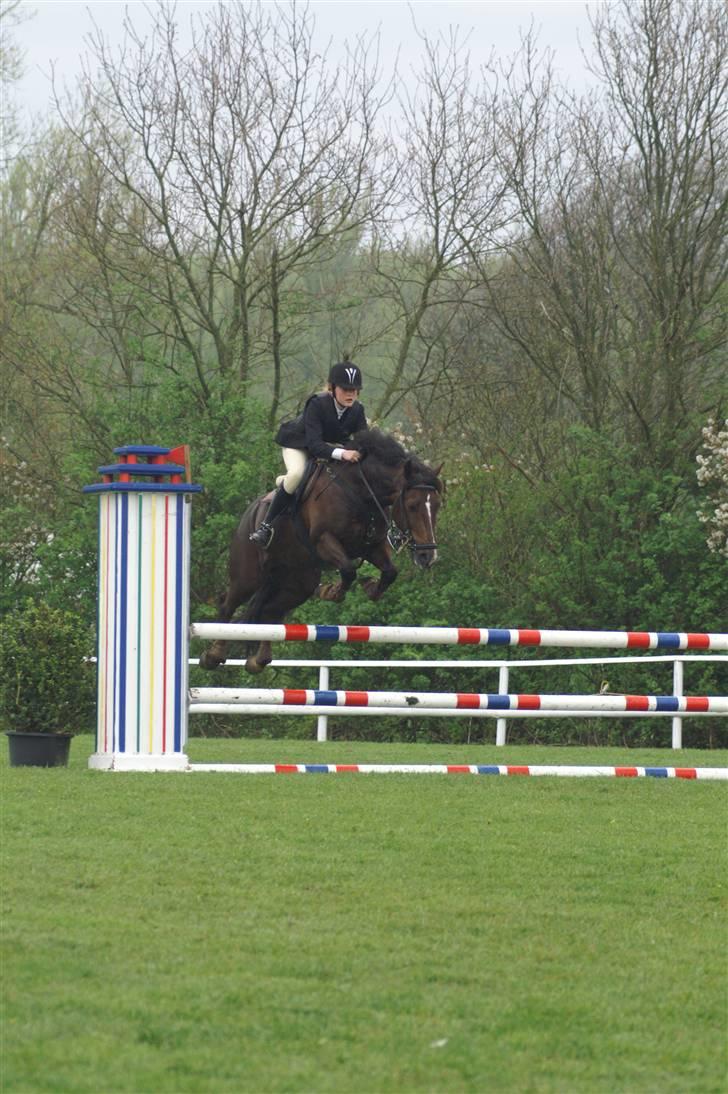 Welsh Cob (sec D) Nando<3(Gumle) [Solgt] (: - Baunehøj 1 Maj fotograf: CTA-Foto billede 15