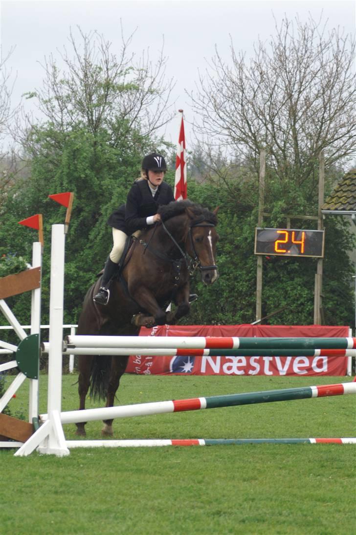 Welsh Cob (sec D) Nando<3(Gumle) [Solgt] (: - Baunehøj 1 Maj fotograf: CTA-Foto billede 16