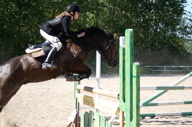 Welsh Cob (sec D) Nando<3(Gumle) [Solgt] (: - SLRK Maj 08 fotograf: CTA-Foto billede 18