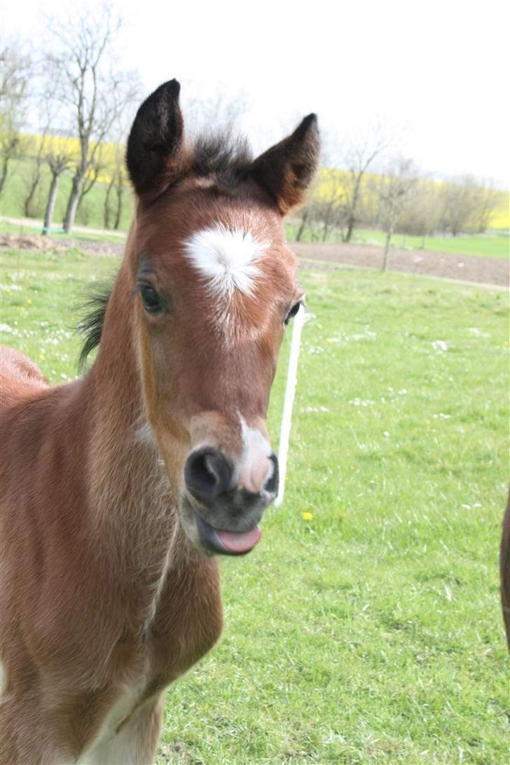 New Forest *| Fjordglimts Jupiter - Følle bølle ;p billede 13