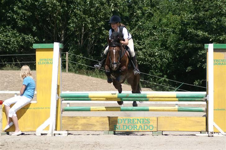 Welsh Cob (sec D) Nando<3(Gumle) [Solgt] (: - SLRK juni 08 fotograf: CTA-Foto billede 20