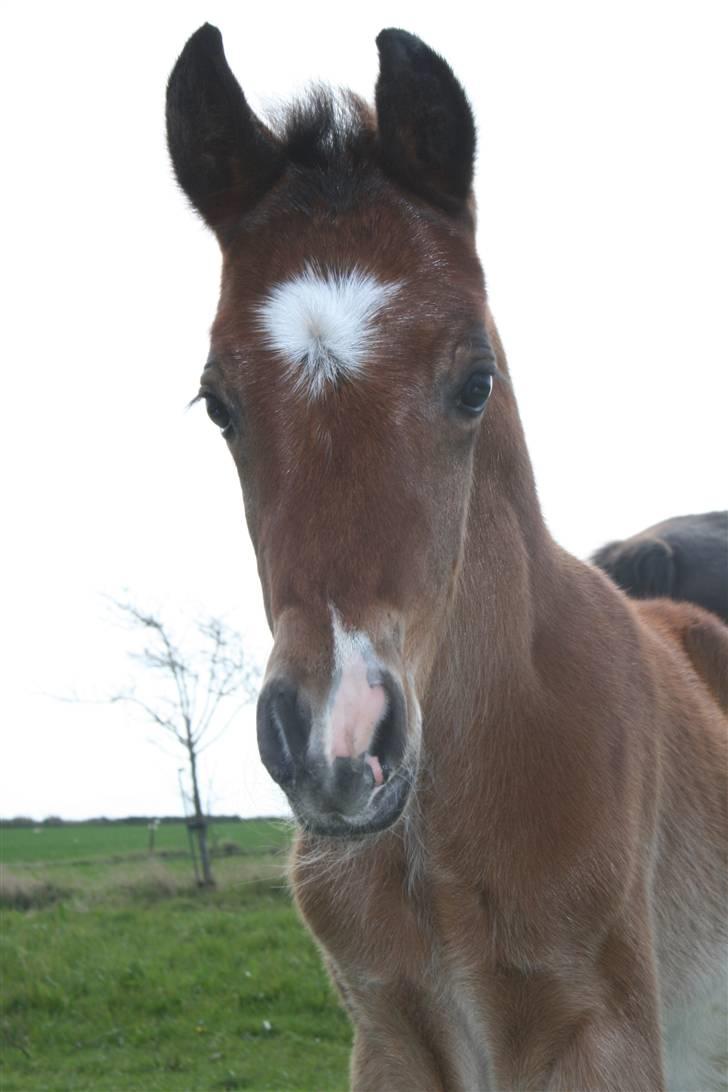 New Forest *| Fjordglimts Jupiter - Fjordglimts Jupiter <3 billede 18