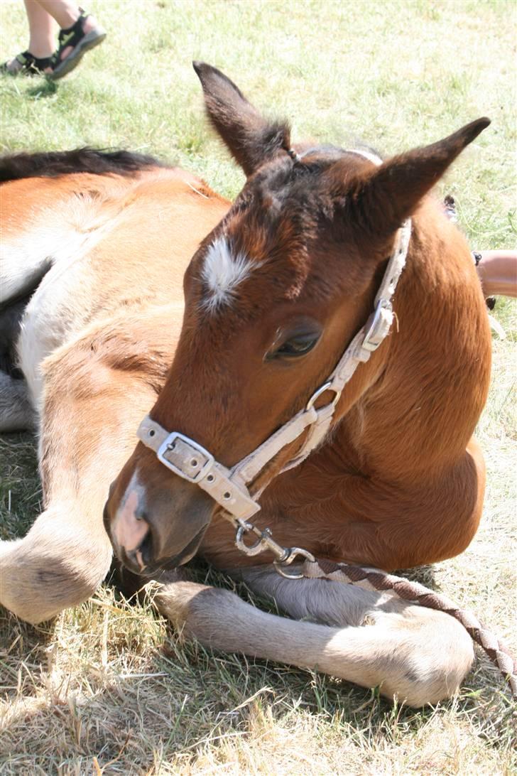 New Forest *| Fjordglimts Jupiter - Tak fordi I kiggede forbi.. Er jeg ik lige noget for diig ?? Er nemlig til salg da der snart ik er plads til mig hjemme længene ;D Bare skriv !  billede 20