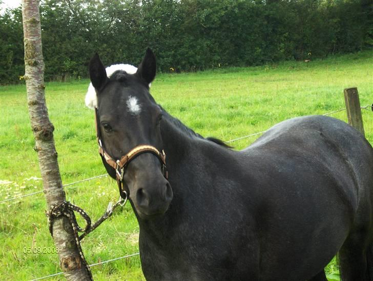 Anden særlig race Koksi  - (; <3 billede 8