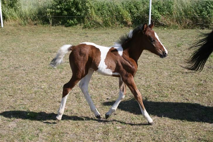 Anden særlig race Cocio (solgt) - min fine trav.xD<3 billede 4