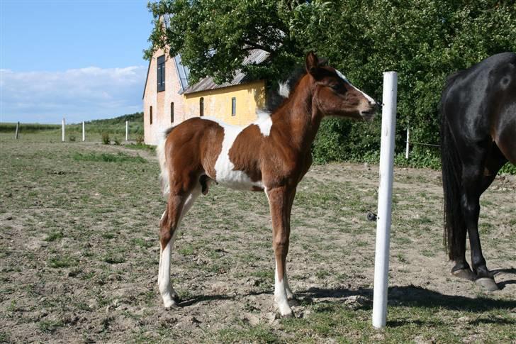 Anden særlig race Cocio (solgt) - spændende pæl.xb billede 7