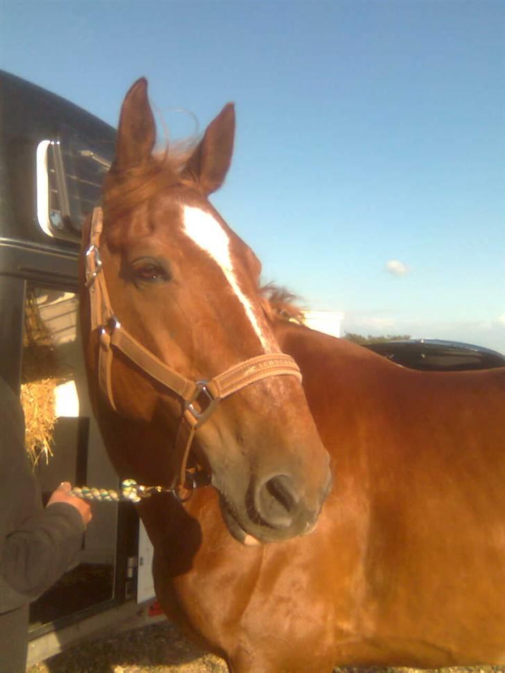 Anden særlig race Acorde Z - AFLIVET - Stjernen inden træning i Boller :) billede 10