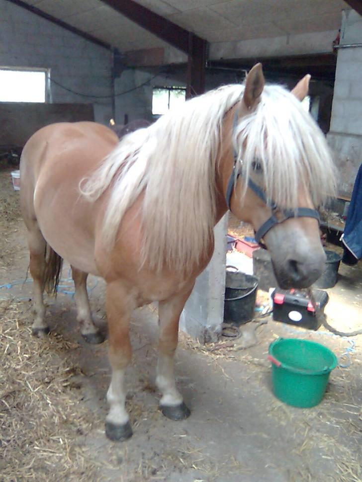 Haflinger Kløvs Wito gammel part:'( - hvorfor stå jeg bundet jeg går jo ingen steder billede 2