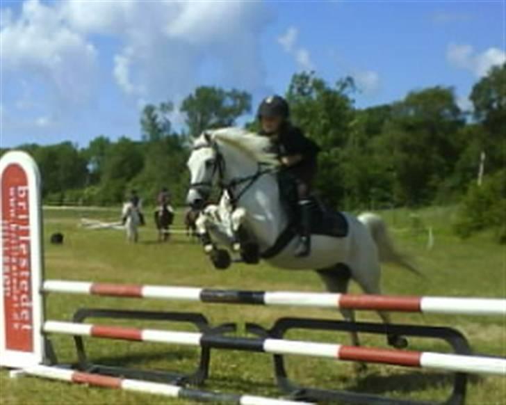 Welsh Pony af Cob-type (sec C) Little Ghost *x-part* <3 - Velkommen til Ghost´ profil :D <3 billede 1
