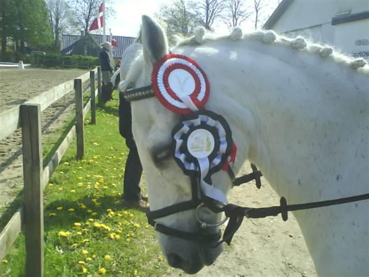 Welsh Pony af Cob-type (sec C) Little Ghost *x-part* <3 - Stjerneponyen! <3 billede 3